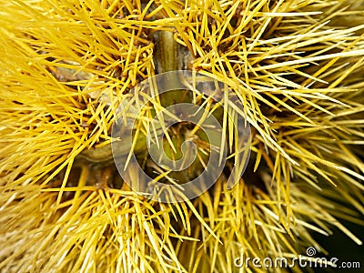 Macro view on the needles of a chestnut hedgehog. Close view. Needles of yellow color. Nature background Stock Photo