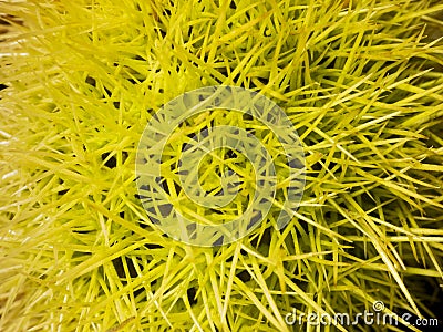 Macro view on the needles of a chestnut hedgehog. Close view. Needles of yellow color. Nature background Stock Photo