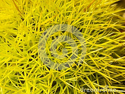 Macro view on the needles of a chestnut hedgehog. Close view. Needles of yellow color. Nature background Stock Photo