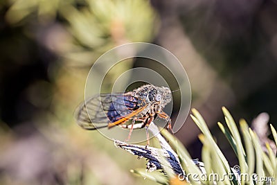 Macro view of an orange and black cicada with a blue eye well lit on a pine tree branch Stock Photo