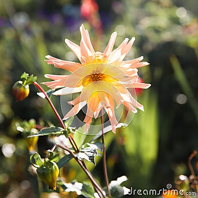 Macro view of an orange flower dahlia. Beautiful garden flower in sunbeams. Stock Photo