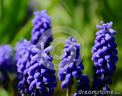 Macro view of purple Asparagaceae flower in the spring. soft green background. Stock Photo