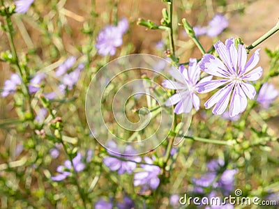 Macro view of a purple flower of a common chicory plant Cichorium intybus, endive Stock Photo