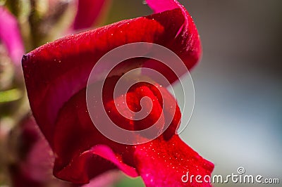 Macro view red flower. Verbena Hybrida Stock Photo