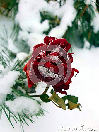 Macro view of red rose blossoming in winter frost. Nature Stock Photo