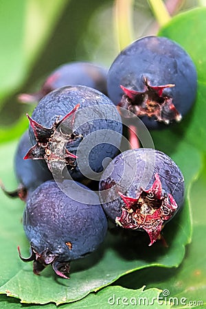 A macro view of ripe saskatoon serviceberries Stock Photo