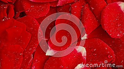 Macro view roses petals with dew drops, amazing rose. Floral, aroma background. Stock Photo