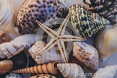 Macro view of seashell background. Starfish on seashells background. Many different seashells texture and background. Stock Photo