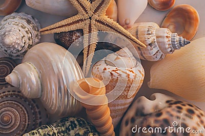 Macro view of seashell background. Starfish on seashells background. Many different seashells texture and background. Stock Photo