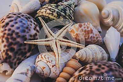 Macro view of seashell background. Starfish on seashells background. Many different seashells texture and background. Stock Photo