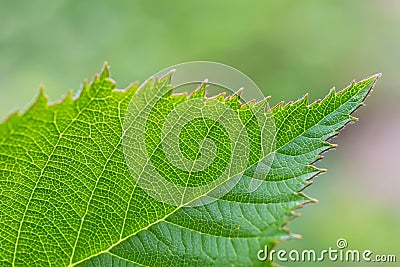 Macro view of serrated green leaf of dewberry on blurred light green floral background Stock Photo