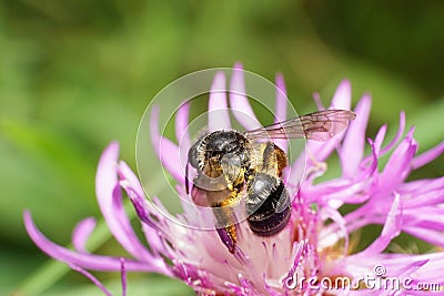 Macro view of the side of a dark little Caucasian bee Andrena ni Stock Photo