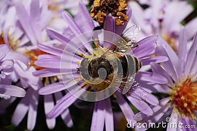 Macro view of the top of Caucasian striped flower a fly Stock Photo