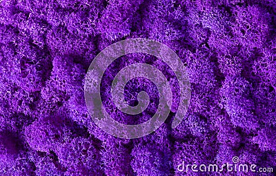 Macro of violet decorative moss texture Stock Photo