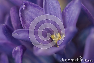 Macro violet flower of a hyacinth Stock Photo