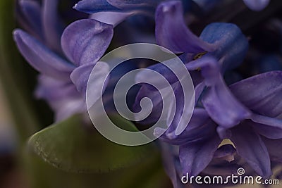 Macro violet flower of a hyacinth Stock Photo