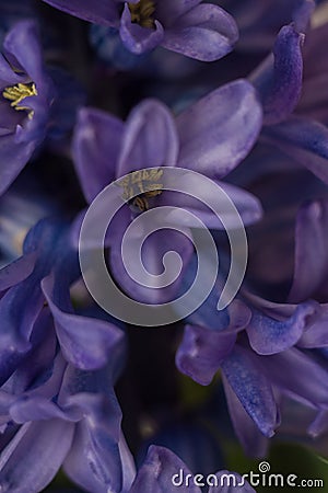 Macro violet flower of a hyacinth Stock Photo