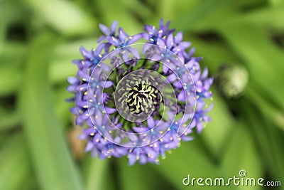 Macro violet flower Stock Photo