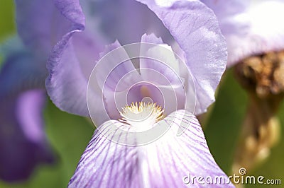 Macro violet flower petals Stock Photo