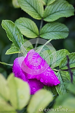 A macro of a violet flower with raindrops Stock Photo