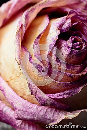 Macro with violet flower rose, close-up petals. Dry ikebana. Abstract floral background. Work copyspace for text. Stock Photo