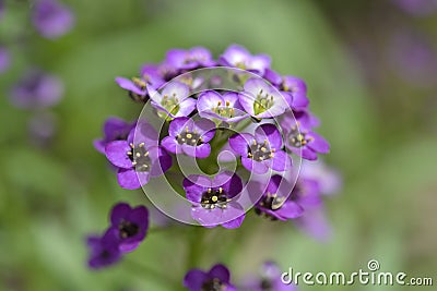 Macro violet flower Stock Photo