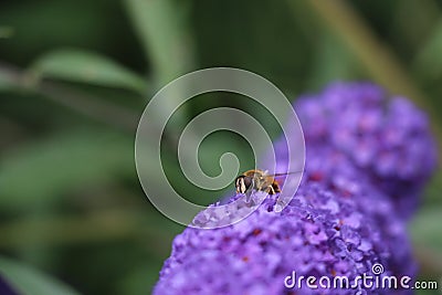 Macro of wasp on purple flower Stock Photo