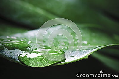 Macro water drop of dew on Monstera deliciosa Stock Photo