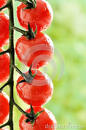 Macro - Water Droplets on Tomato Plant Stock Photo