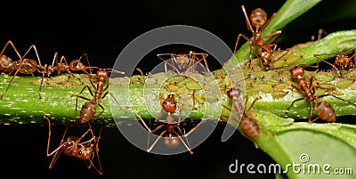 Macro of weaver ants (Oecophylla smaragdina) Stock Photo