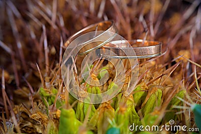 Macro of wedding rings on the cactus plant Stock Photo