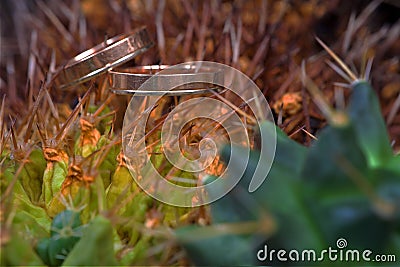 Macro of wedding rings next on cactus plant blur Stock Photo