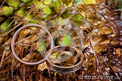 Macro of wedding rings next to the cactus Stock Photo