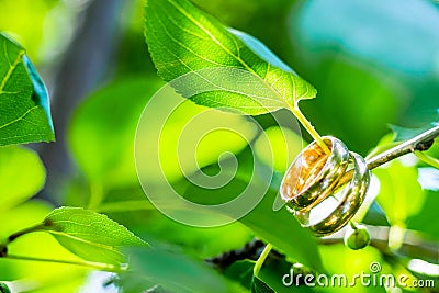 Macro wedding rings and leaves Stock Photo