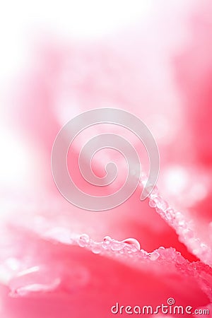 Macro of wet carnation Stock Photo