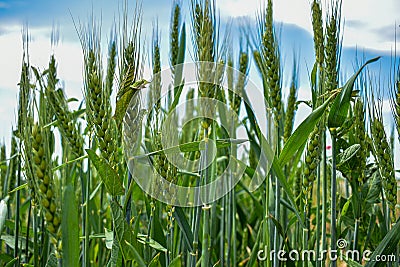 Macro wheat, barley. Beautiful green wheat ear growing in agricultural field, rural landscape. Green unripe cereals. The concept Stock Photo