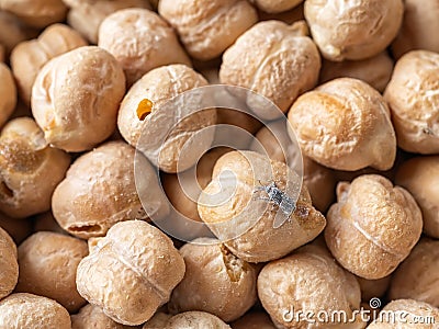 Macro of wheat weevil on dry chickpeas. Raw chickpea beans infested with grain weevil Sitophilus granarius. Stored legume affected Stock Photo