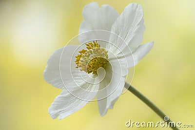 White anemone, flooded with light Stock Photo