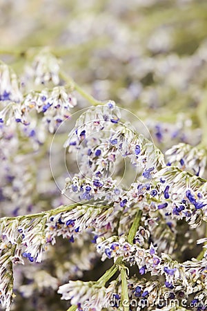 Macro white Dried Caspia Flowers background Stock Photo