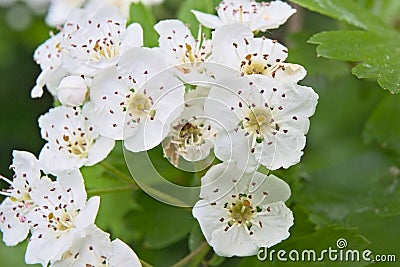 Macro of white hawthorn blossoms - Crataegus monogyna Stock Photo