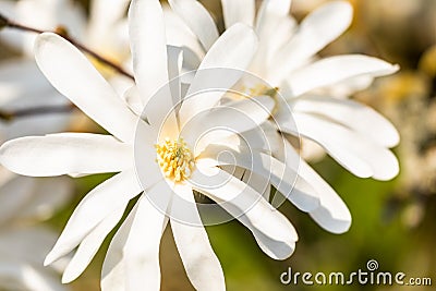 Macro of a white star magnolia Stock Photo