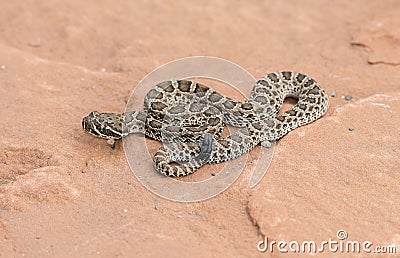 Macro of Wild Baby Prairie Rattlesnake Crotalus viridis Stock Photo