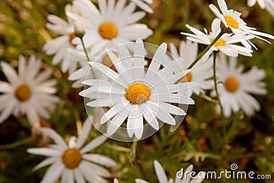 Macro of wild daisies Stock Photo