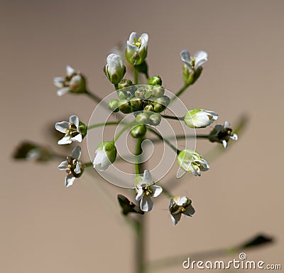 Macro of a wild flower : Capsella bursa-pastori Stock Photo