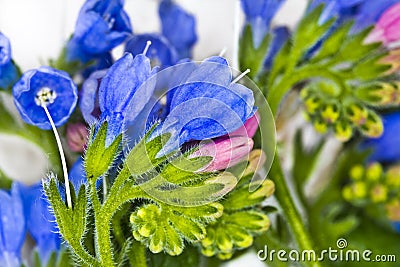 Macro wild flowers Stock Photo