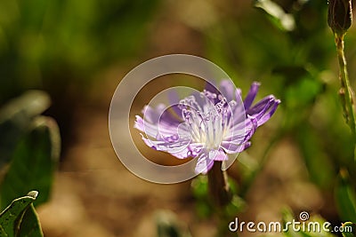 Macro wild purple flower grow in sunny garden Stock Photo