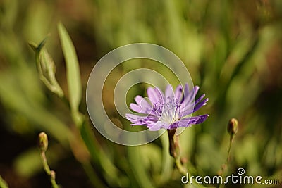 Macro wild purple flower grow in sunny garden, macro side view Stock Photo