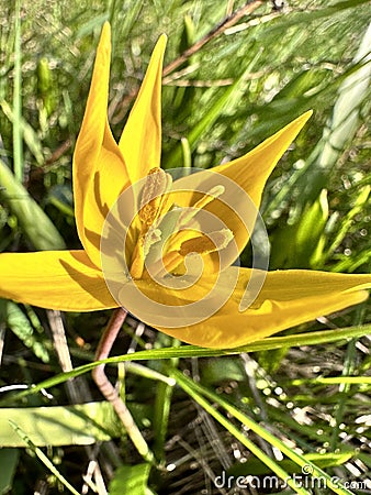 macro wild tulip Stock Photo