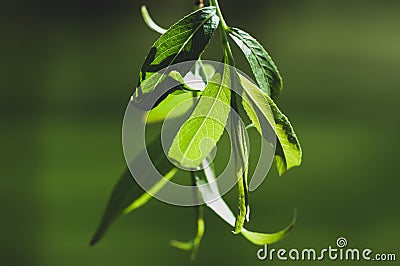 Macro of willow leaves during spring highlighted by the sun in the noon, with strong green bokeh in the background Stock Photo