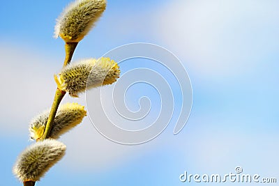 Macro of Willow Twig with Flowering Bud Stock Photo